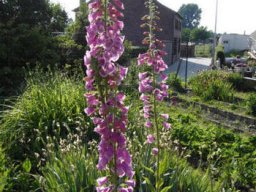 fleur_variee_20211127_2018319211